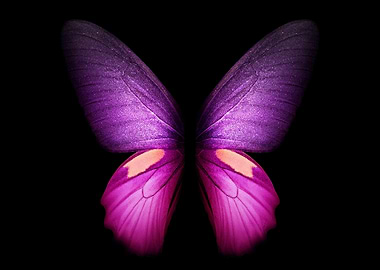 Purple and Pink Butterfly Wings