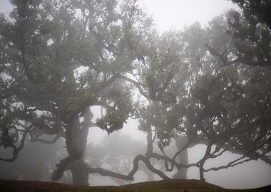 The Beauty of Fanal Forest 2