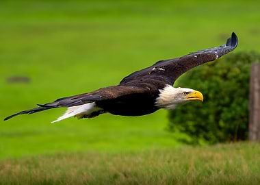 Bald Eagle in Flight