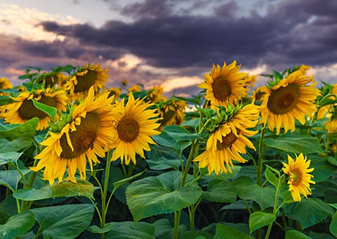 Sunflower Field at Dusk, Summer Sunset in Poland