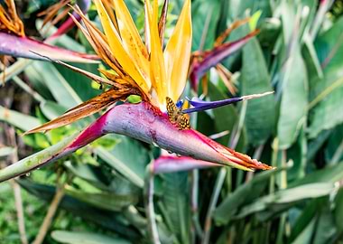 Bird of Paradise Flower with Butterfly