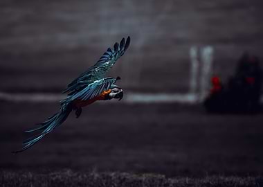 Flying Macaw Parrot