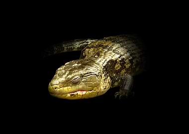 Sleeping Blue-Tongued Skink on Black Background