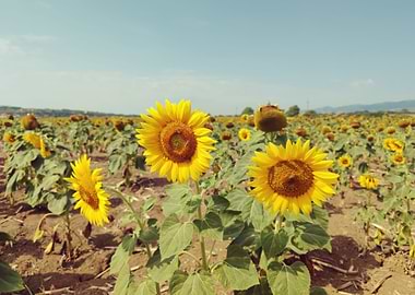 Sunflower Field Under a Blue Sky