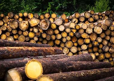 Stacked Logs in Forest