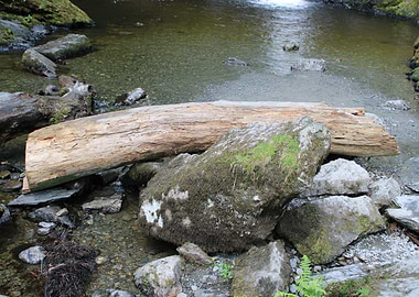 Log and Rocks in Stream