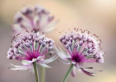 Astrantia Flowers Close-Up
