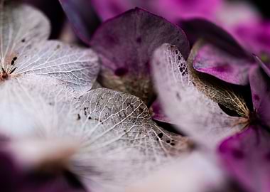 Close-up of Hydrangea Petals