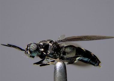 Close-up of a Black Fly