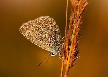 Dew-Kissed Butterfly on Grass