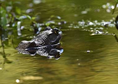 Frog in green water