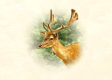 Deer Portrait with Antlers