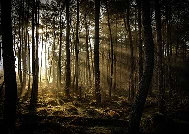 Sunlit Forest