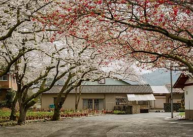 Cherry Blossoms in Japanese Village