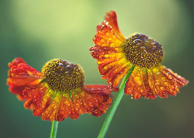 Two Orange Flowers with Water Droplets