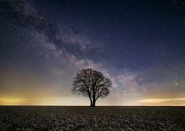 Lone Tree Under the Milky Way