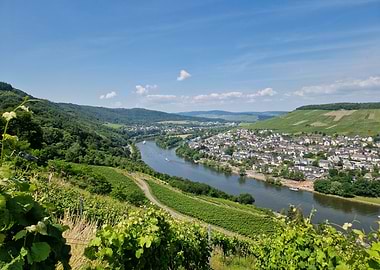 Vineyard Landscape with River and Town