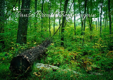 Pause Breath Begin Again Forest Scene