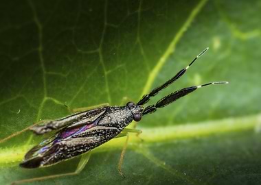 Close-up of a Flat horn insect (Heterotoma planicornis) on Leaf