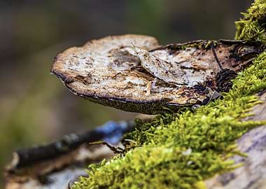 Mushroom and Moss on Wood