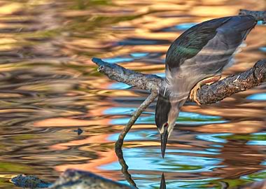 Black-crowned Night Heron Hunting
