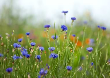 Field of Blue Cornflowers