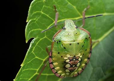 Southern Green Stink Bug (Nezara viridula) on Leaf