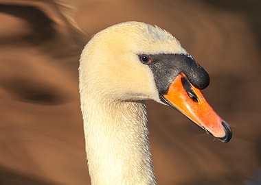 Close-up of a Swan's Head
