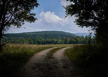 Winding Path Through Forest Landscape