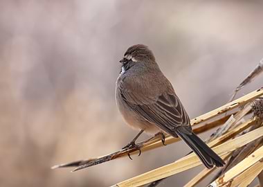 Sparrow Bird Perched on Branch