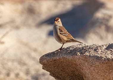 Chipping Sparrow on a Rock
