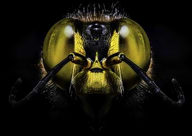 Macro Bee Face