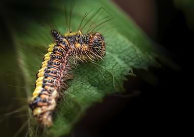 Grey Dagger Moth (Acronicta psi) Caterpillar on a Leaf