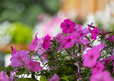 Pink Petunia Flowers in Bloom