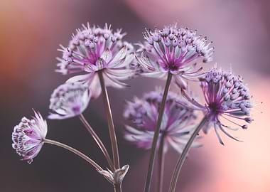Astrantia Flowers in Soft Light