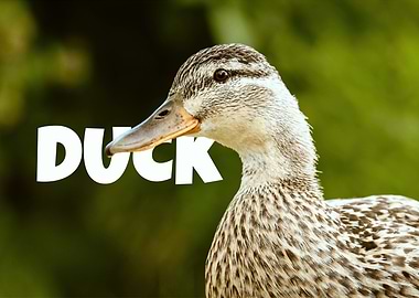 Duck Portrait