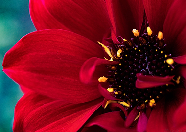 Crimson Dahlia Close-Up