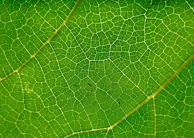 Green Leaf Vein Close-Up
