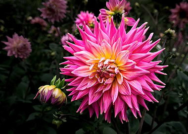 Pink Dahlia 3712