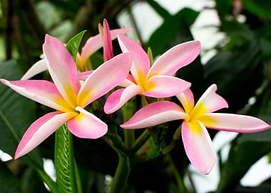 Frangipani Pink