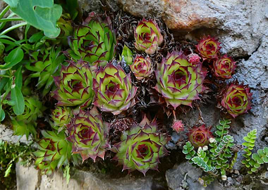 Common Houseleek (Sempervivum tectorum) Growing on Rock