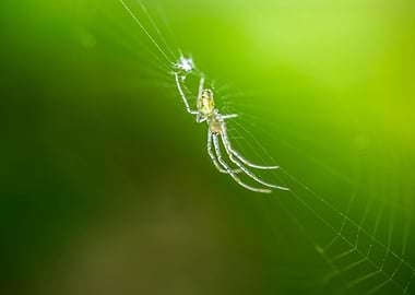 Spider in Web Against Green Background