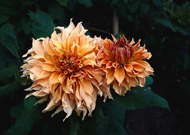 Orange Dahlias 3691