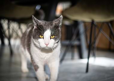 Gray and White Cat Portrait