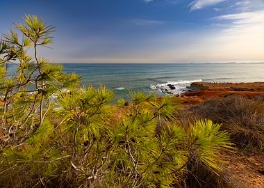 Coastal Landscape with Pine Tree, Cabo Roig, Alicante