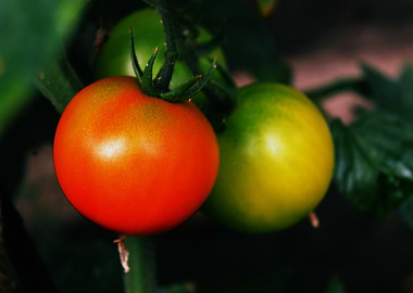 Fresh Tomatoes on the Vine