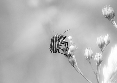 Striped Bug on Flower, Black and White