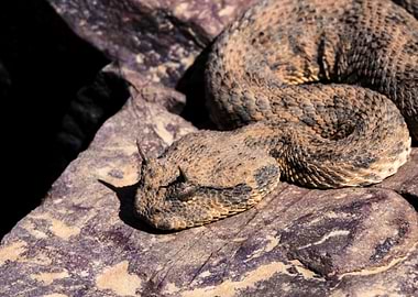 Horned viper (Cerastes cerastes) on rocks
