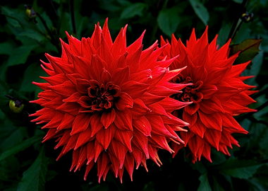 Red Dahlias 3665