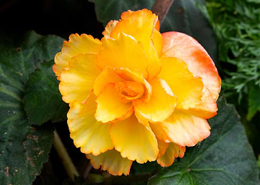 Can a Flower be a Peach